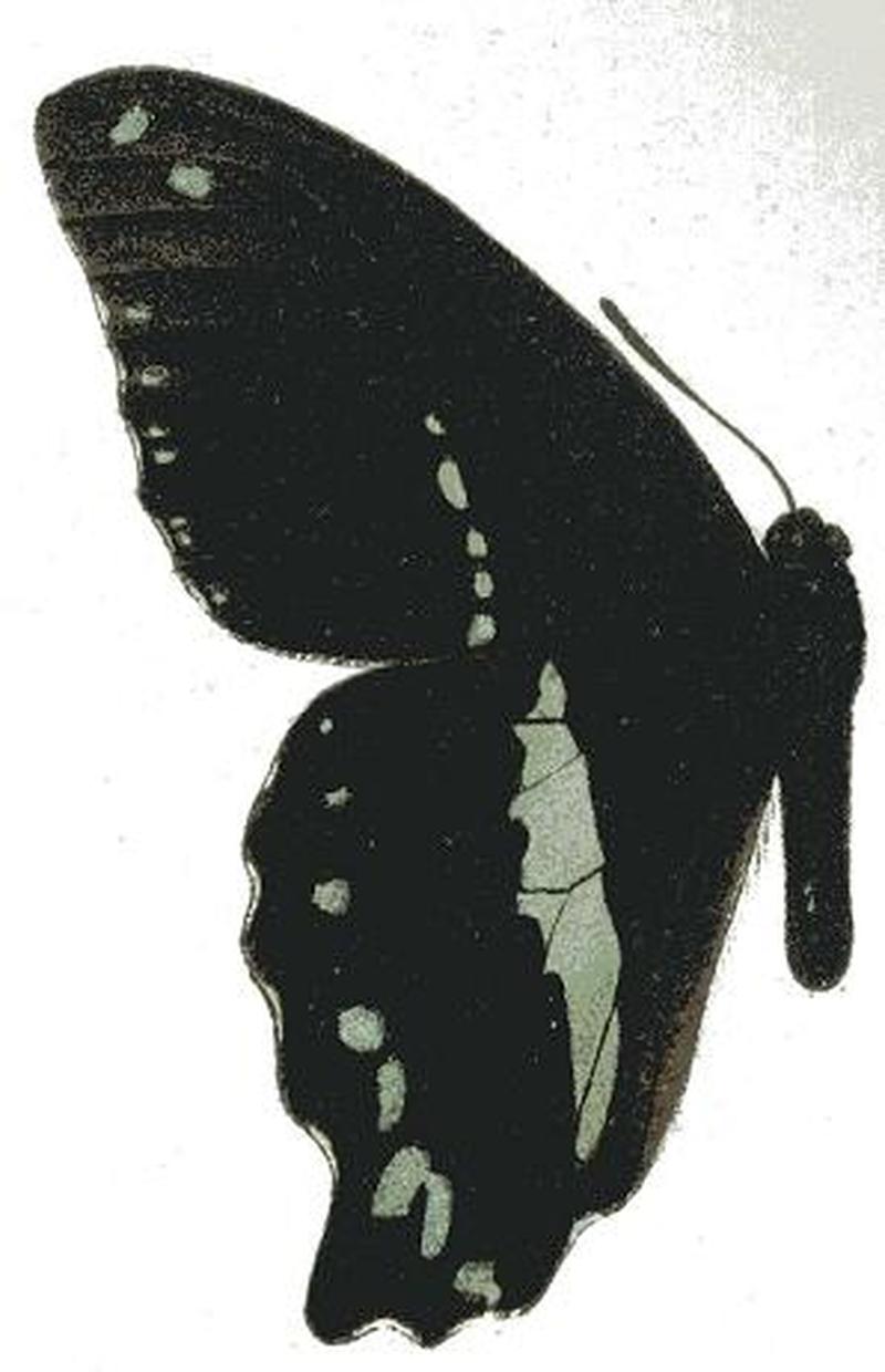Papilio nireus pseudonireus