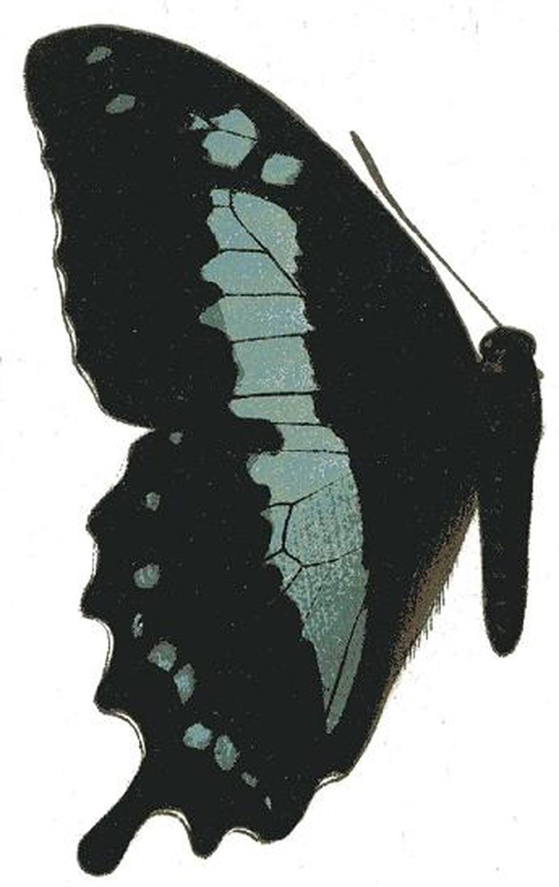 Papilio oribazus seitz