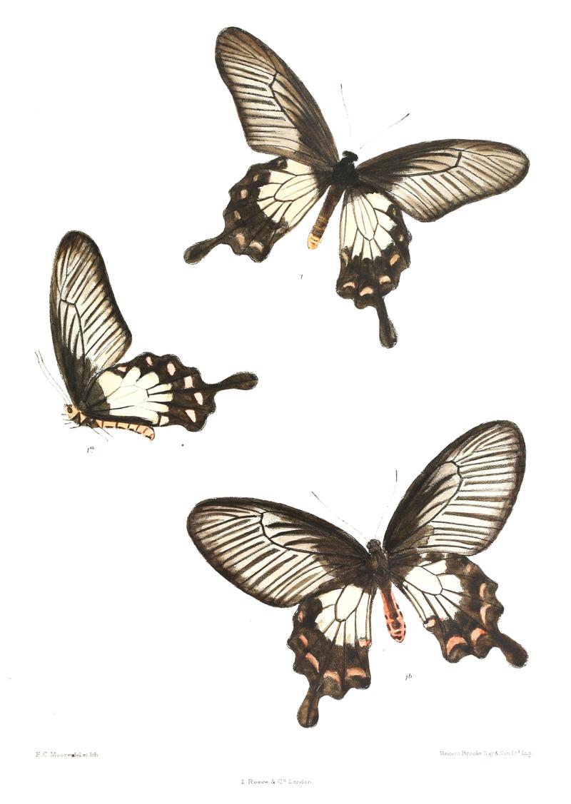 Papilio pandiyana 437