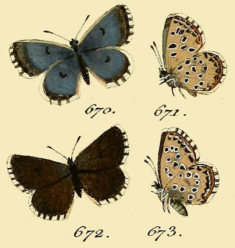 Papilio panoptesHubner1813OD
