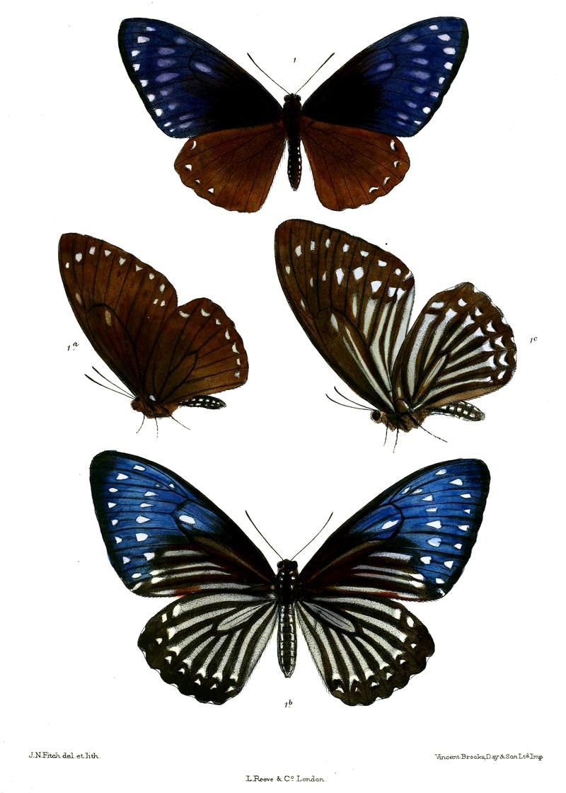 Papilio paradoxa telearchus 511