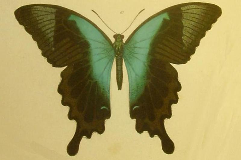 Papilio peranthus felder