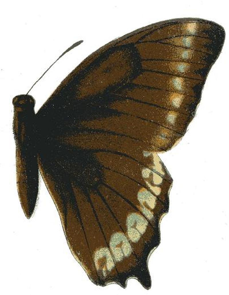 Papilio phorbanta