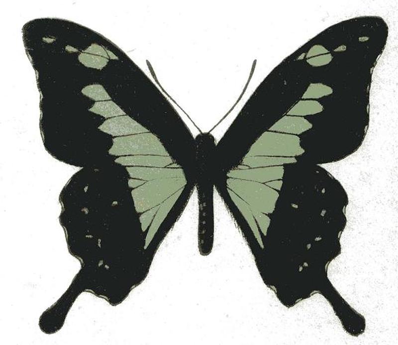 Papilio phorcas ansorgei