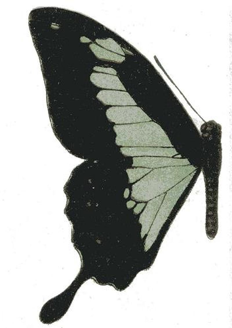 Papilio phorcas seitz