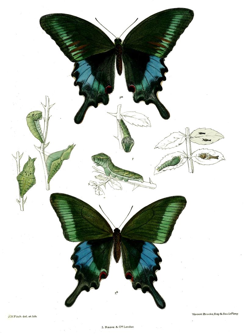 Papilio polyctor wsf 485