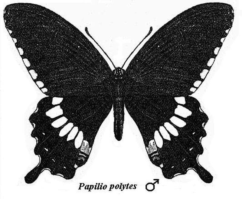 Papilio polytes