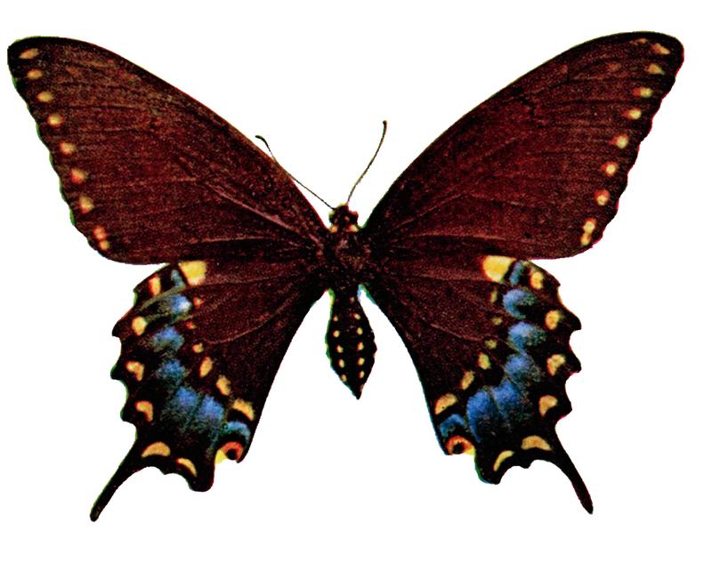 Papilio polyxenes illustration