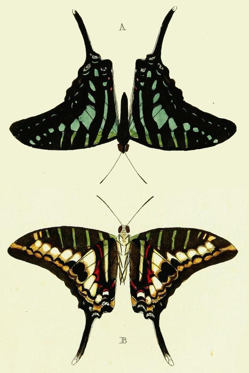 Papilio pompilius inCramer1775