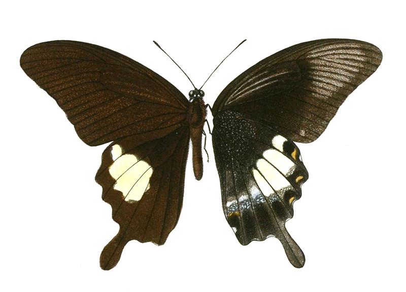 Papilio prexaspes Rhopalocera Malayana