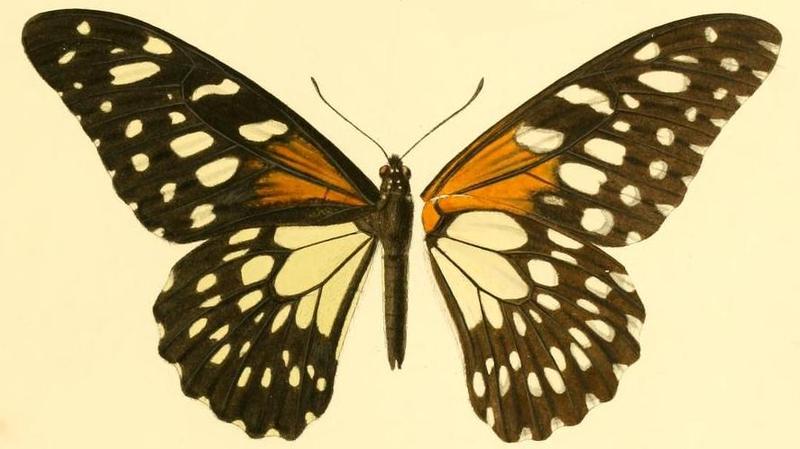 Papilio rex