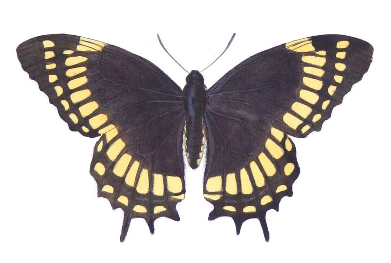 Papilio scamander