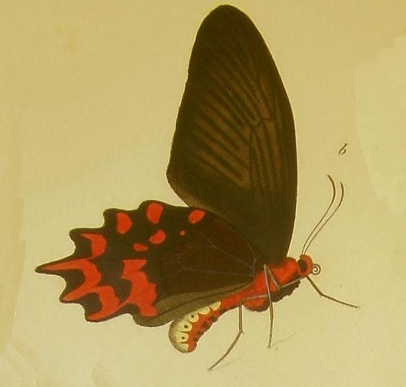 Papilio semperi f felder