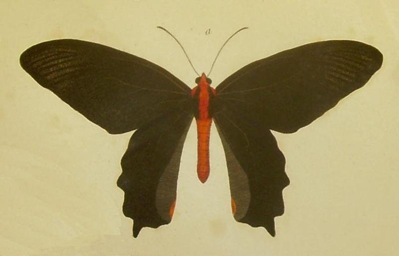 Papilio semperi m felder