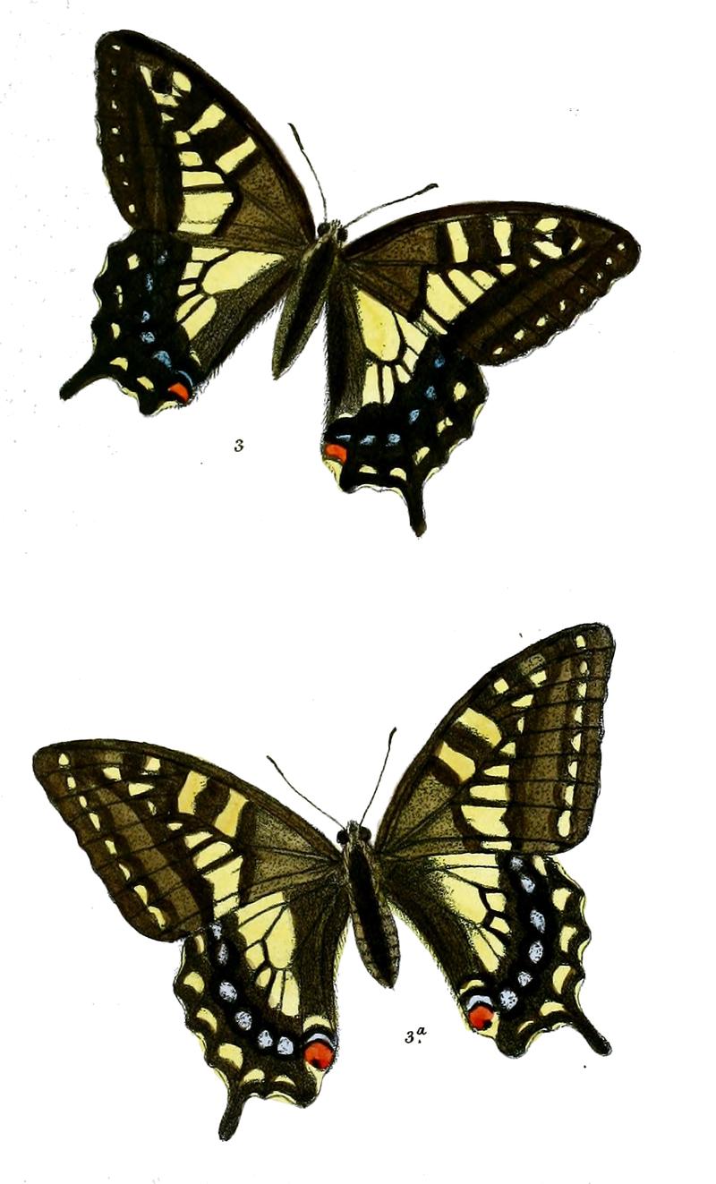 Papilio sikkimensis 482