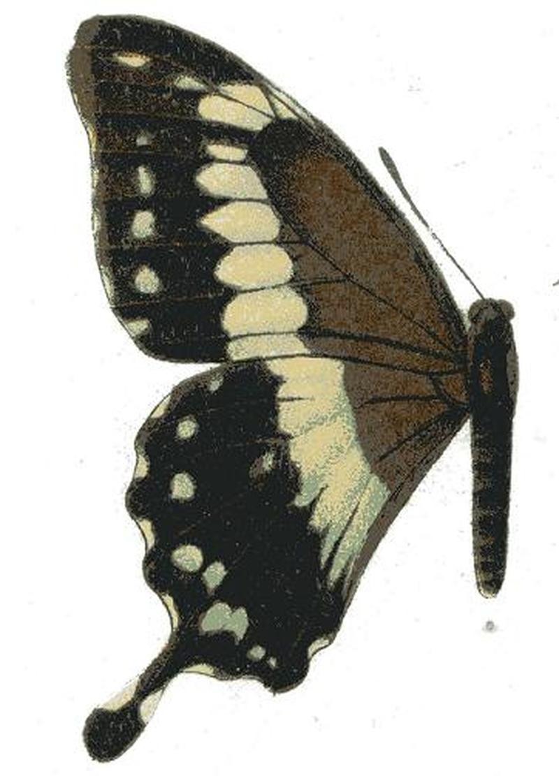 Papilio thersander