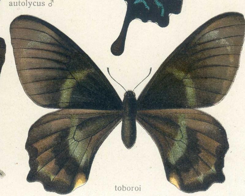 Papilio toboroi Ribbe, 1907