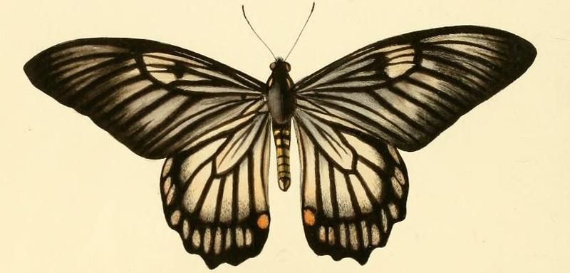 Papilio veiovis