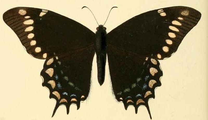 Papilio warscewiczii