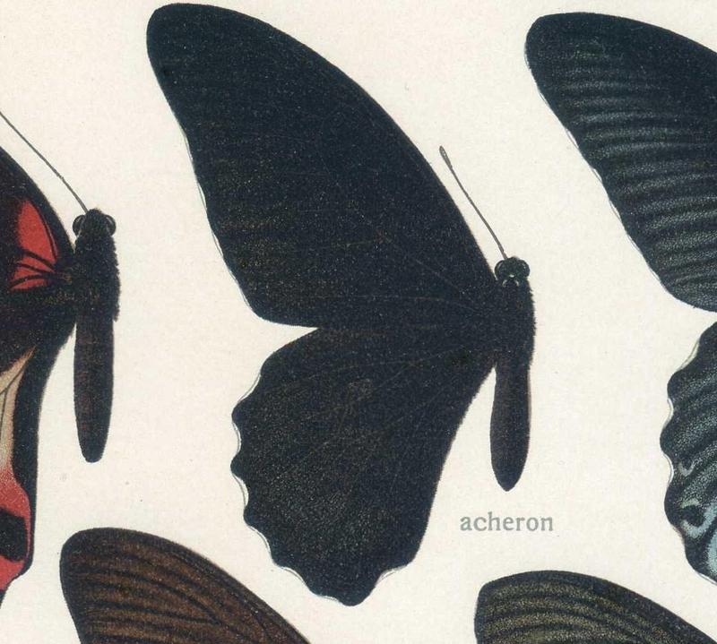 PapilioacheronGrose-Smith, 1877