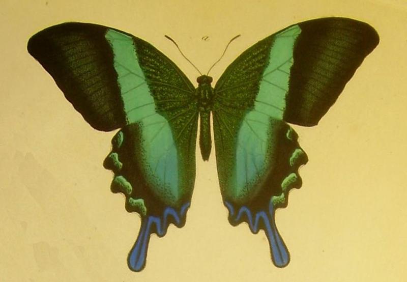 Papilio blumei