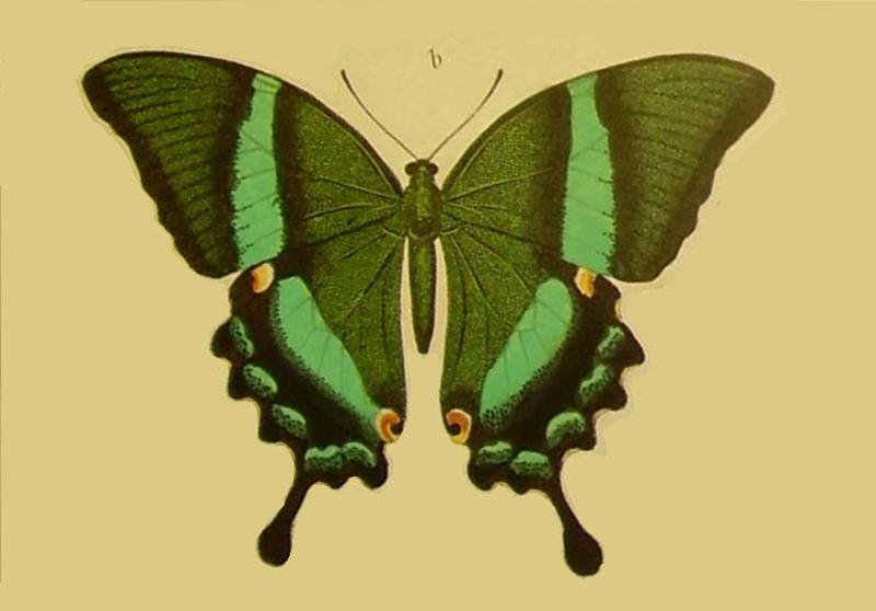 Papiliodaedalusfelder