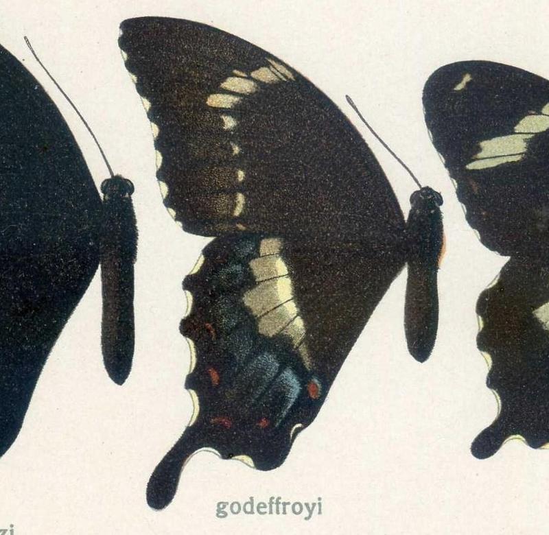 Papiliogodeffroyi Semper,1866
