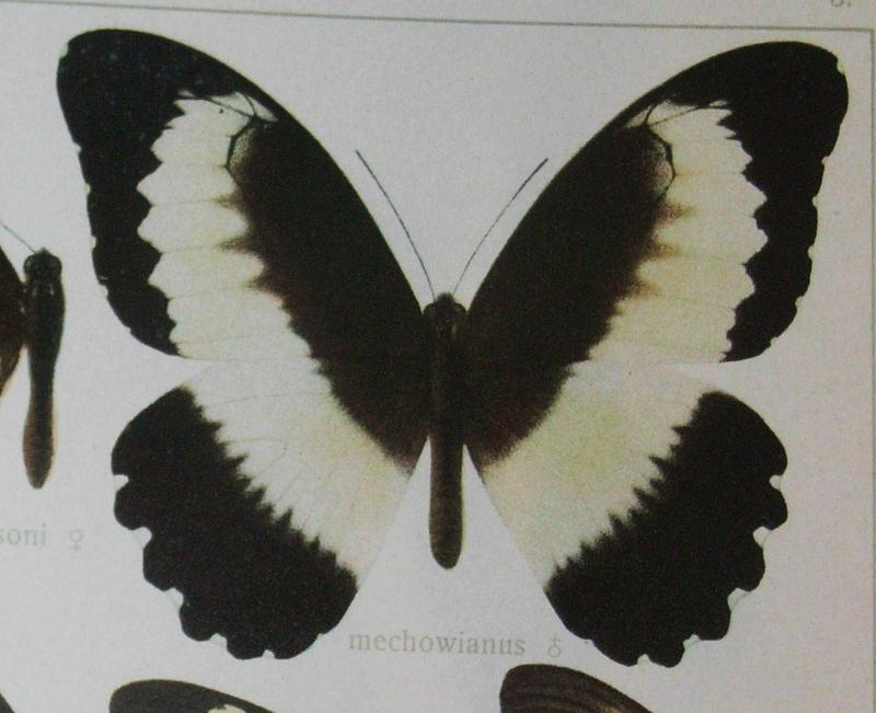 Papiliomechowianus