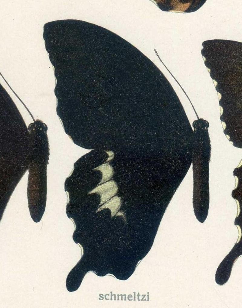 PapilioschmeltziHerrich-Schäffer, 1869