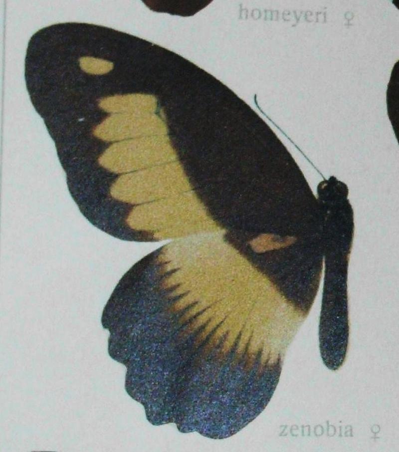 Zenobia Swallowtail female upperwing