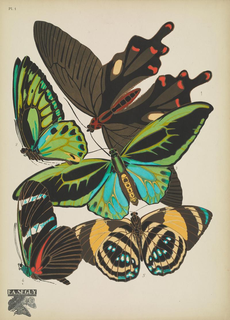Papillons (Pl. 1) BHL48852991
