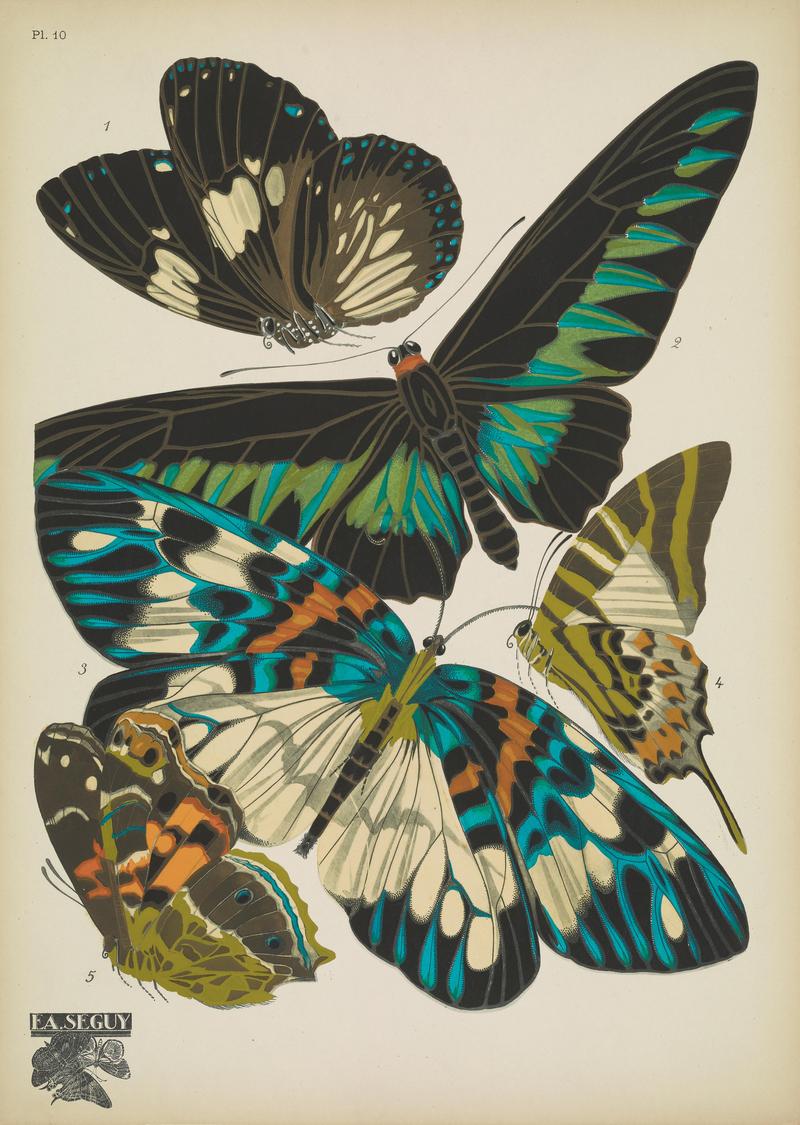 Papillons (Pl. 10) BHL48852973