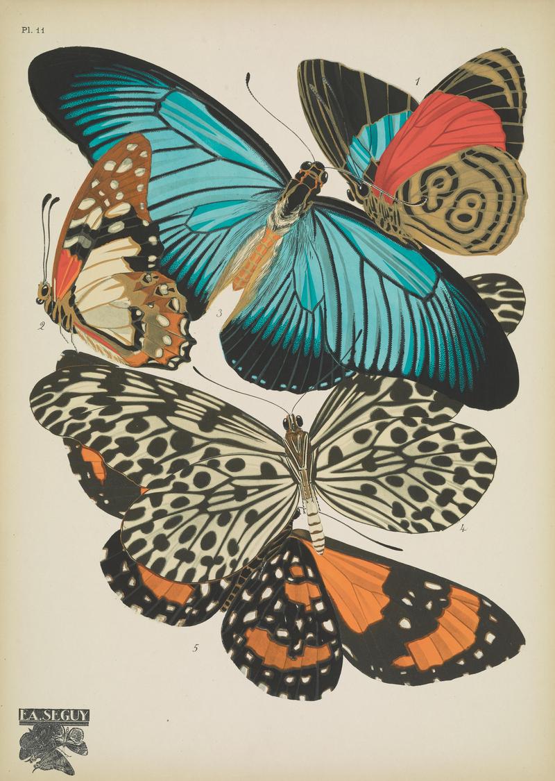 Papillons (Pl. 11) BHL48852971