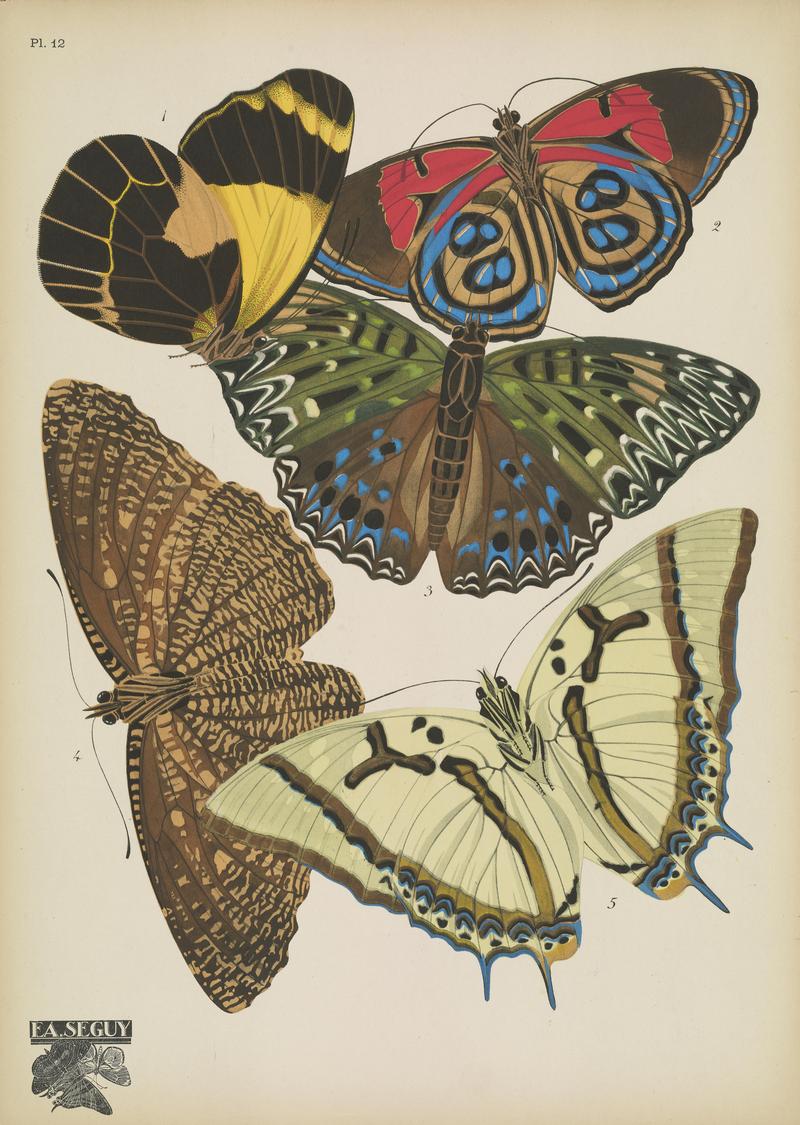 Papillons (Pl. 12) BHL48852969