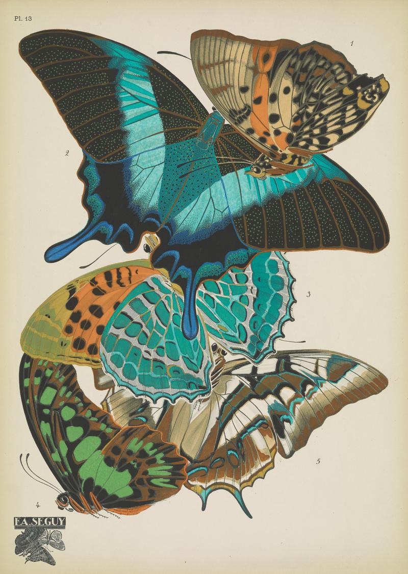 Papillons (Pl. 13) BHL48852967