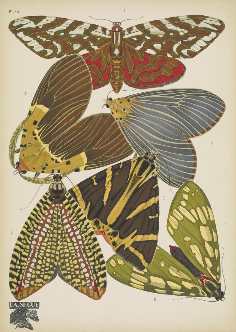 Papillons (Pl. 14) BHL48852965
