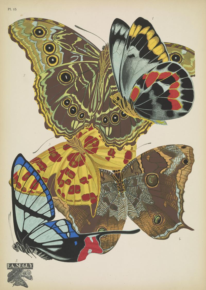 Papillons (Pl. 15) BHL48852963