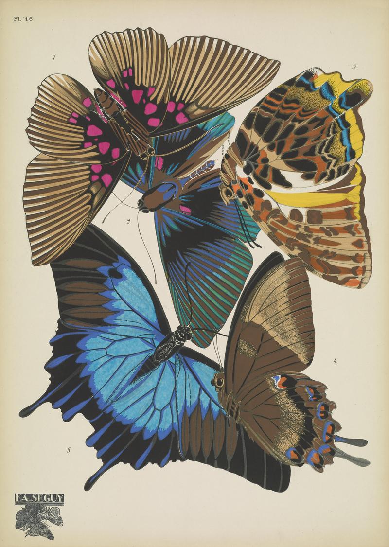 Papillons (Pl. 16) BHL48852961