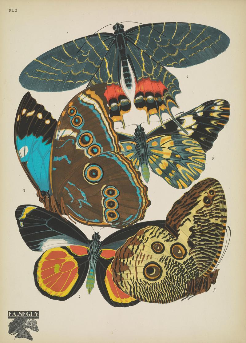 Papillons (Pl. 2) BHL48852989