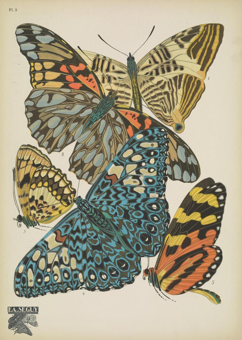 Papillons (Pl. 3) BHL48852987