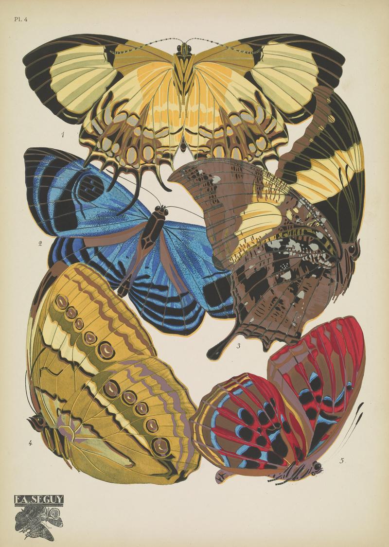 Papillons (Pl. 4) BHL48852985