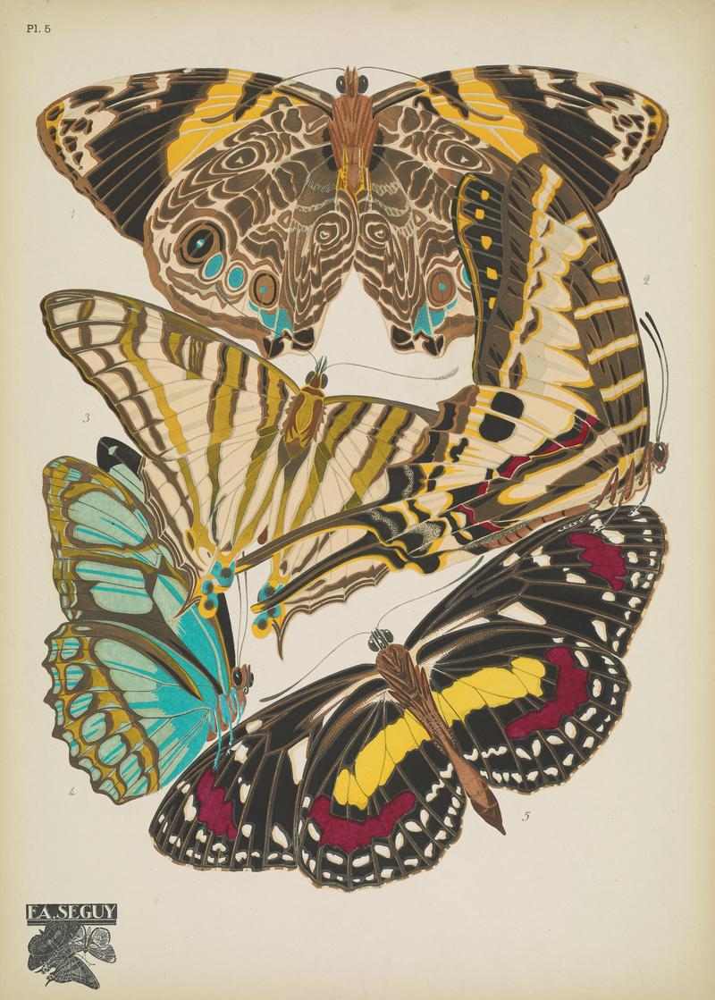 Papillons (Pl. 5) BHL48852983
