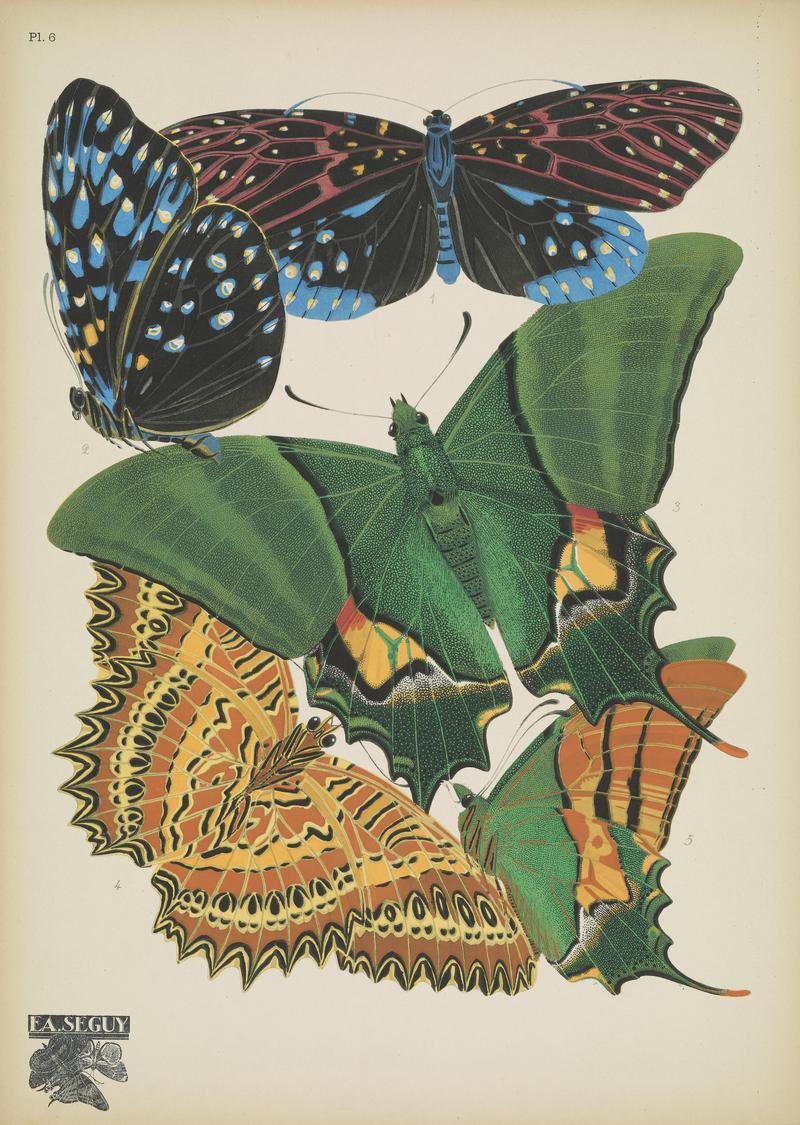 Papillons (Pl. 6) BHL48852981