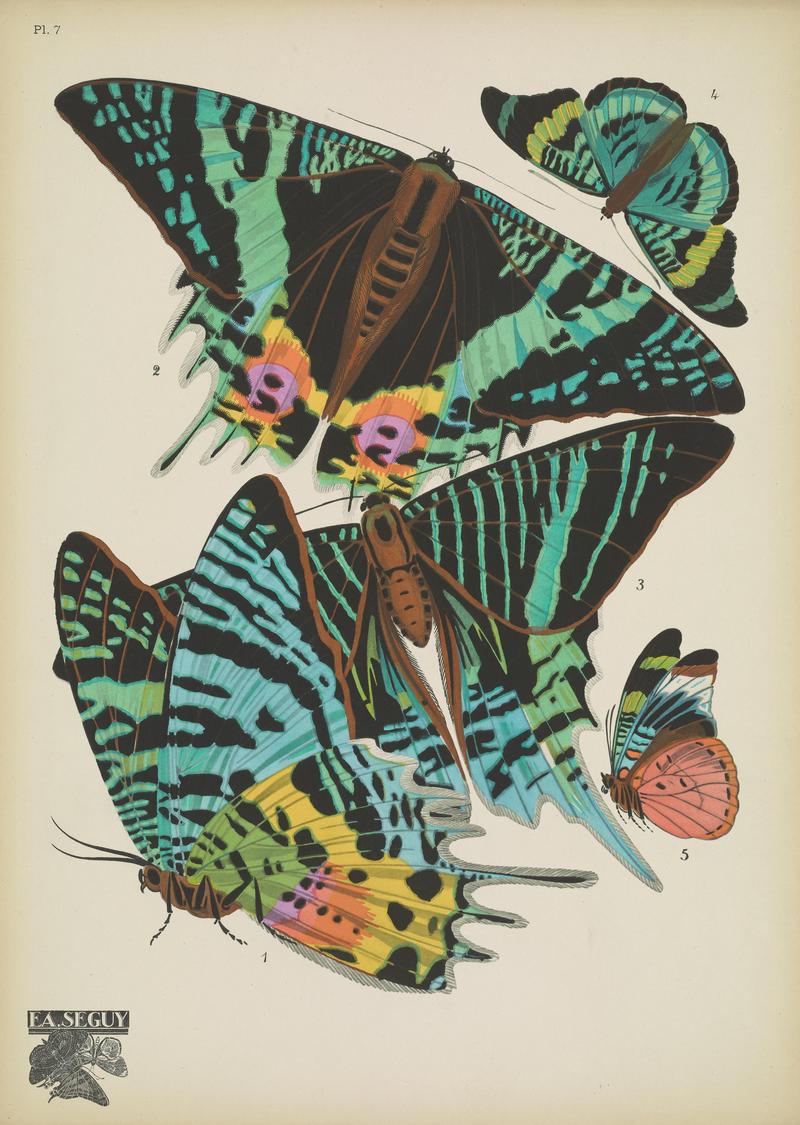 Papillons (Pl. 7) BHL48852979