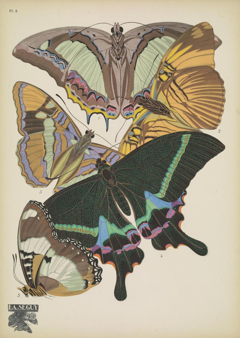 Papillons (Pl. 8) BHL48852977