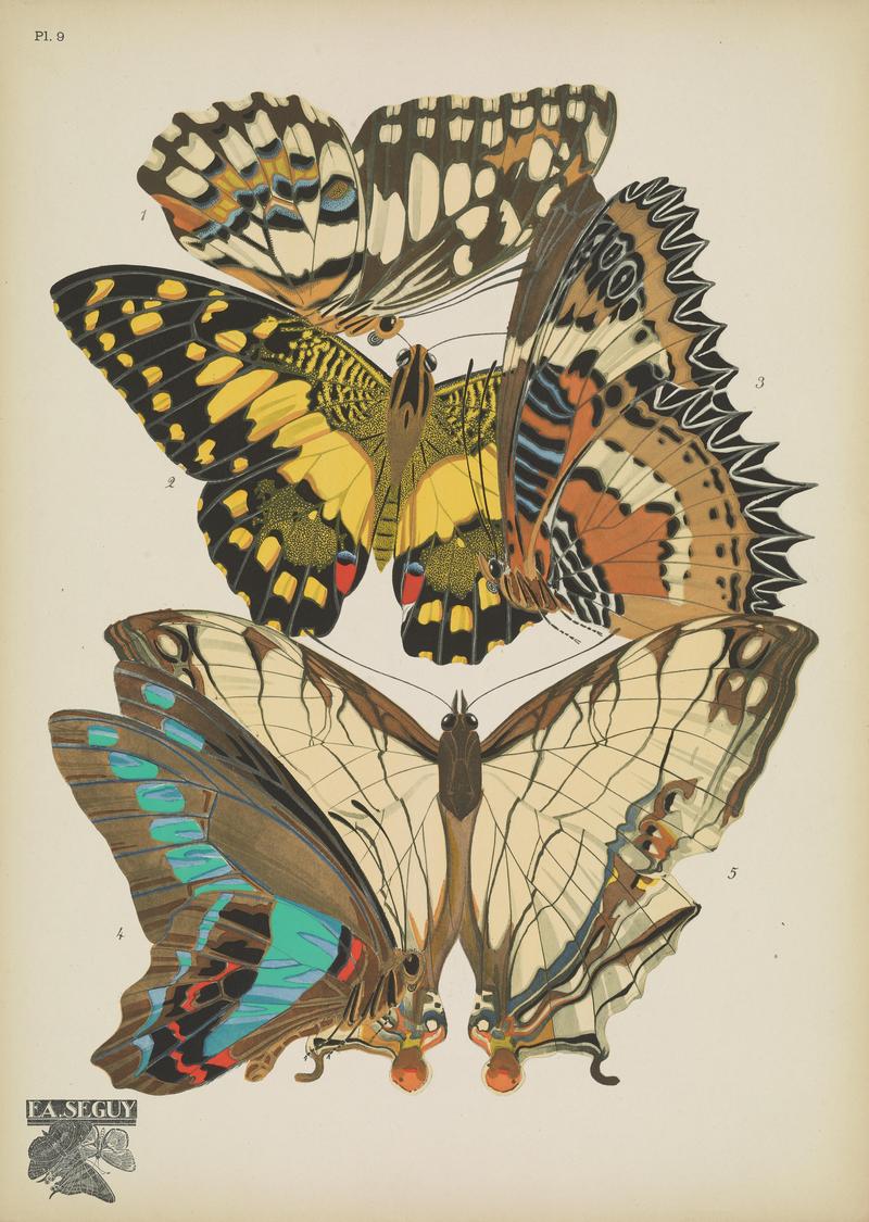 Papillons (Pl. 9) BHL48852975