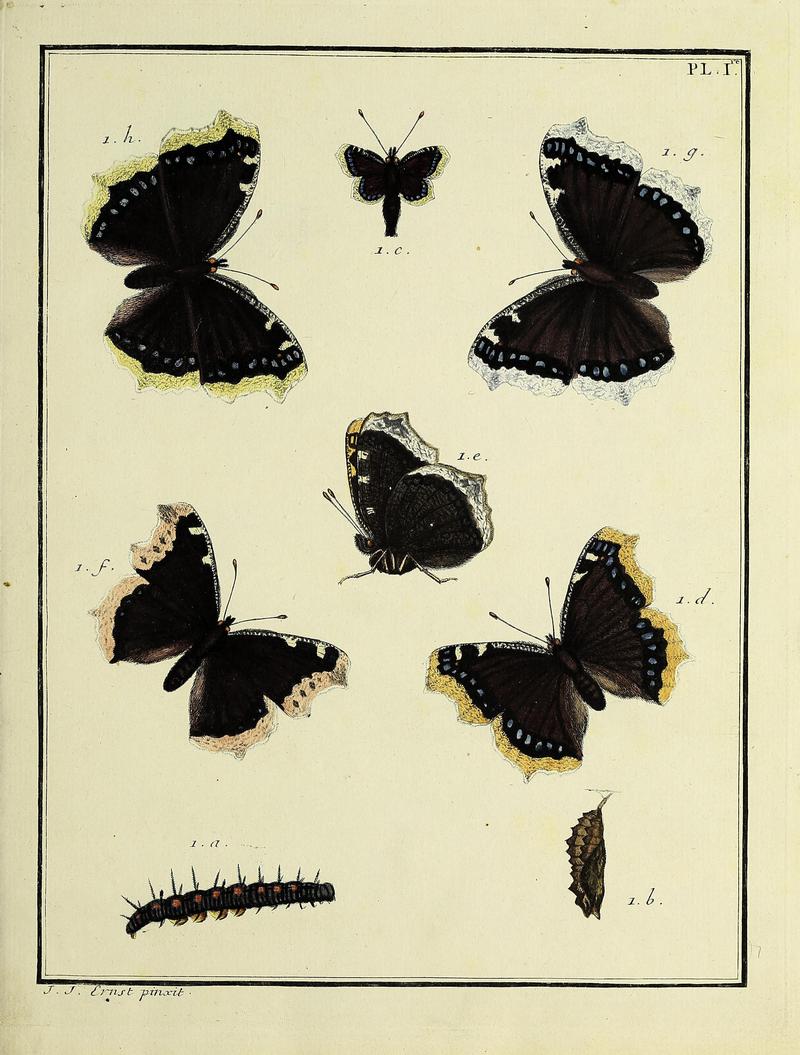 Papillons d'Europe, peints d'après nature.Atlas Plate 1