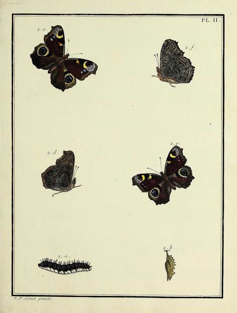 Papillons d'Europe, peints d'après nature.Atlas Plate II