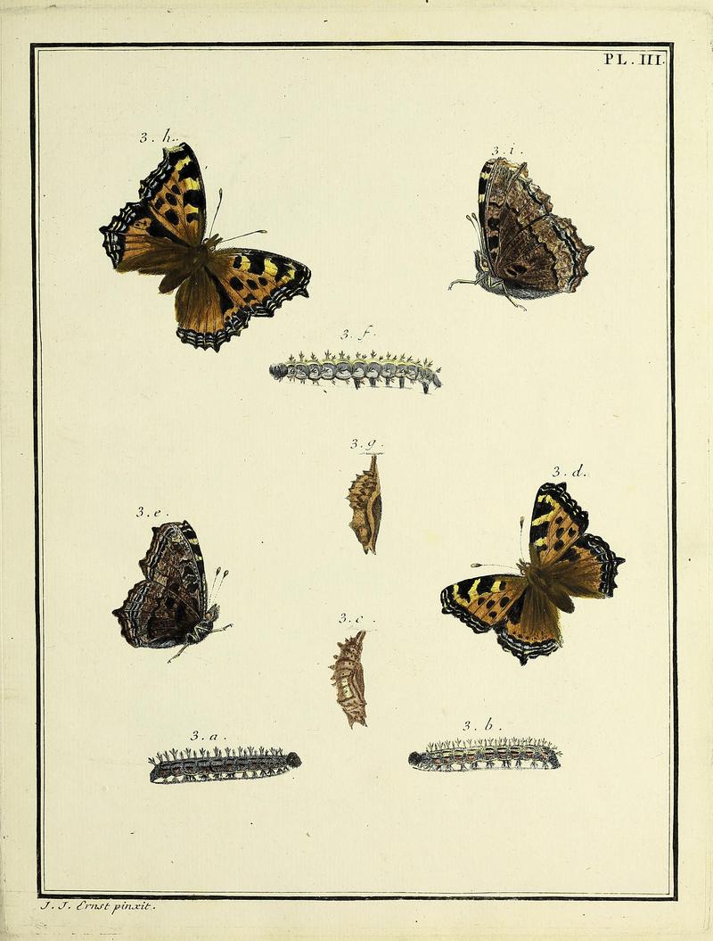 Papillons d'Europe, peints d'après nature.Atlas Plate III