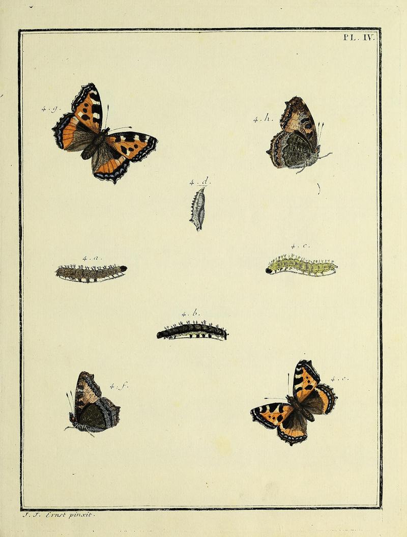 Papillons d'Europe, peints d'après nature.Atlas Plate IV